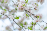 梅子黄时雨：清新甜美的夏日好时光