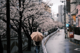 谷雨节气的来历是什么?(谷雨节气的来历及相关习俗)