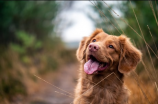 犬鸣隧道(探秘犬鸣隧道：中国的壮丽工程)